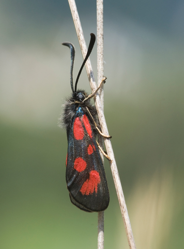 Zygaena loti